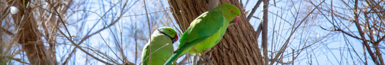 rocket science realty :: austin :: texas