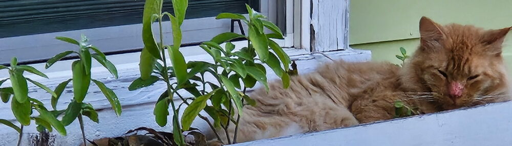 rocket science realty :: austin :: texas